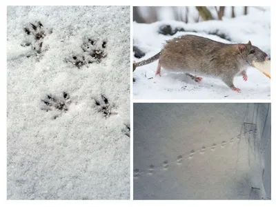 следы мыши в снегу стоковое фото. изображение насчитывающей свет - 258682808
