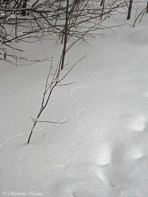 следы мыши на снегу, ведущие к мышеловке под ветвями Стоковое Фото -  изображение насчитывающей яркое, млекопитающее: 215249572