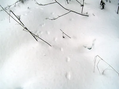 Мышиные следы на снегу - фото и картинки: 75 штук