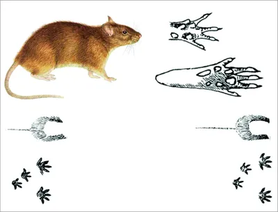Картинки следы мыши на снегу (63 фото) » Картинки и статусы про окружающий  мир вокруг