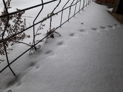 Чьи следы на снегу? | numenel | Дзен