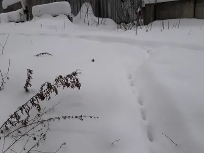 мышь бегает по снегу и зарывается в наст - YouTube