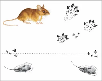 Мыши на даче: Снег тает и видны следы зимнего присутствия мышей | Есть  время под солнцем | Дзен