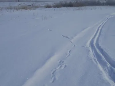 Forest Lair: Mice in snow. Мыши в снегу