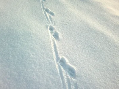 Картинки мышиные следы на снегу (66 фото) » Картинки и статусы про  окружающий мир вокруг