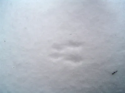 Следы мыши на снегу - 55 фото