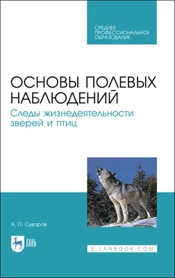 Следы птиц на снежных способами пути шагов птицы асфальта, которые  пересекают Стоковое Изображение - изображение насчитывающей сторонника,  путь: 174023235