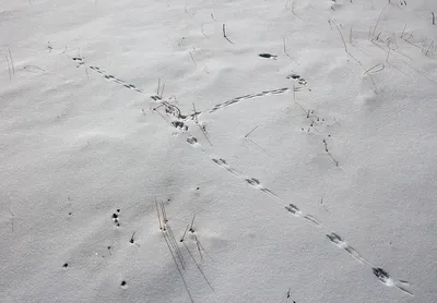 Следы птиц в снегу. Следы принадлежат голубю. Голодные птицы в снег в  поисках еды Стоковое Фото - изображение насчитывающей след, природа:  212971420