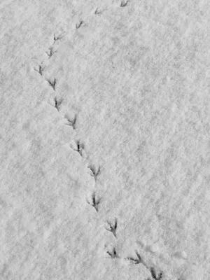 Следы птиц на снегу фото 68 фото