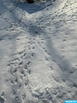 Следы птиц на снегу | Премиум Фото