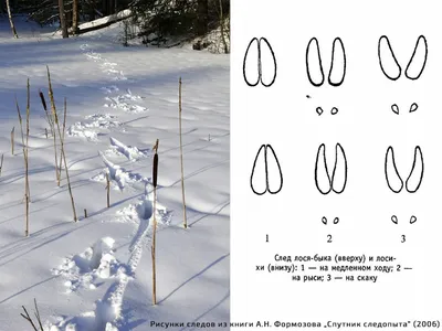 Картинки следы птиц на снегу (61 фото) » Картинки и статусы про окружающий  мир вокруг