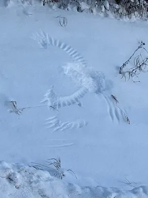 Следы птиц в снегу. Следы принадлежат голубю. Голодные птицы в снег в  поисках еды Стоковое Фото - изображение насчитывающей след, природа:  212971420