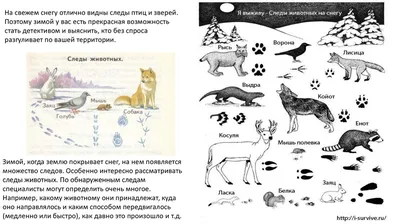 Следы животных и птиц на снегу – схемы с названиями | Следы животных,  Хорьки, Домашние птицы