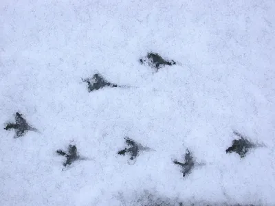 Картинки следы голубей на снегу (45 фото) » Картинки и статусы про  окружающий мир вокруг