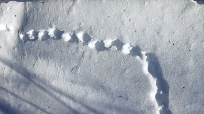 Птицы на деревьях и следы на снегу | ЭкКоза. О природе | Дзен