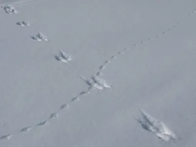 Следы животных на снегу (53 фото) - 53 фото