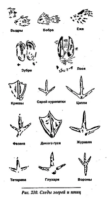 Следы животных картинки - 72 фото