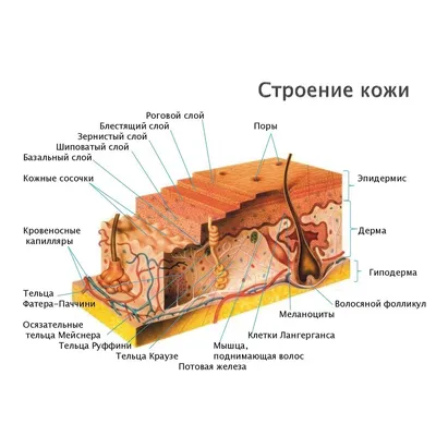 Слои кожи фото фото