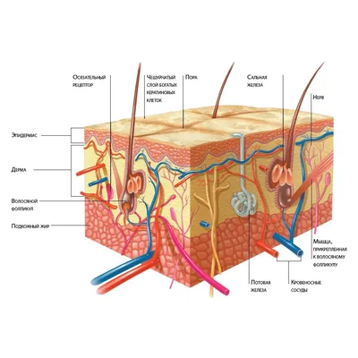 Кожа - слои и строение