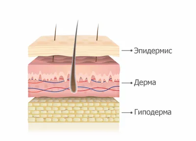 Наука «Корнеотерапия». Строение кожи и ее функции