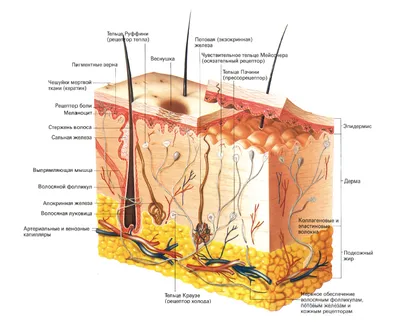 Строение кожи, основы понимания взаимодействия кожи с остальными органами  человека - Косметологическая клиника Инжениум