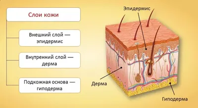 Анатомия кожи | ВКонтакте