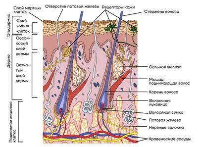 Зарисовка строения кожи - 30 фото