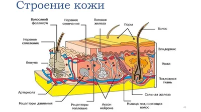 Из каких слоёв состоит кожа и каковы её функции? | Eucerin