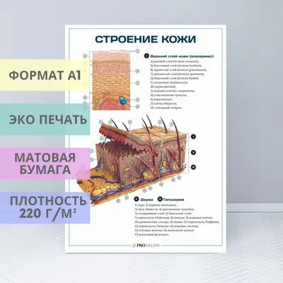 Строение кожи и волос (анатомия человека) плакат глянцевый А1+, плотная  фотобумага от 200г/м2 - купить с доставкой по выгодным ценам в  интернет-магазине OZON (261944925)