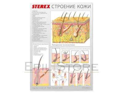 Что происходит с кожей при атопическом дерматите