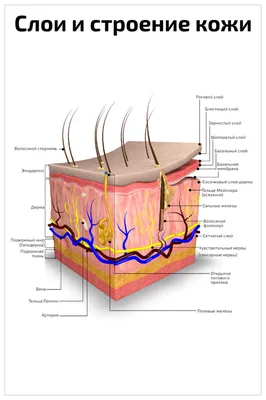 Уходовые процедуры для женщин - ❓А вы знаете из каких слоев состоит кожа?  1. Эпидермис Это многослойный плоский ороговевший эпителий. Оновными  клетками эпидермиса являются кератиноциты, которые постоянно обновляются.  Полный цикл обновления клеток
