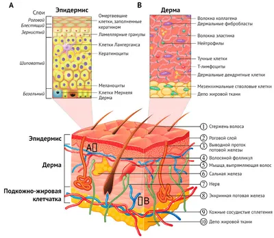Строение кожи лица