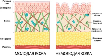 Ксения Адамчук - 🏗 Строение кожи человека – важная информация не только  для биологов или дерматологов. ⠀ 👀 С точки зрения косметологии знания в  этой области помогают преодолеть возрастные изменения кожного покрова,