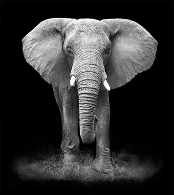 День защиты слонов - фотофакты и мифы о слонах