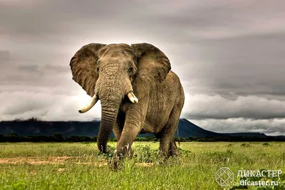 Самый одинокий слон в мире познакомился со слонихой: Звери: Из жизни:  Lenta.ru