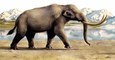 Почему белый слон считается в Таиланде священным животным, и какую пенсию  платят слонам | Азия без фотошопа | Дзен