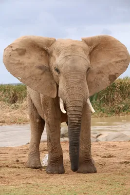 Биологи обнаружили связь между вымиранием слонов и глобальным потеплением