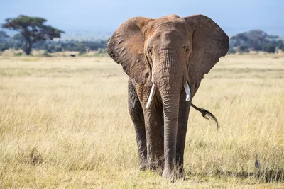 Правда ли, что у слонов великолепная память