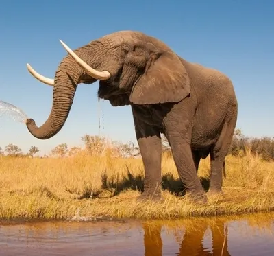Ученые выяснили, что слоны обращаются друг к другу по имени - Российская  газета