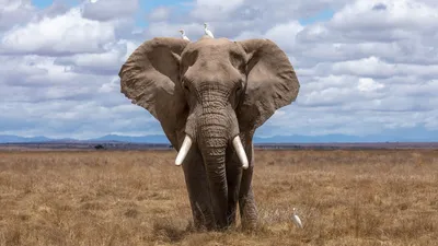 изолированный слон на белом фоне PNG , слон, животное, мультфильм слон PNG  картинки и пнг PSD рисунок для бесплатной загрузки