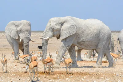 С анимацией Африканский слон 3D модель - Скачать Животные на 3DModels.org