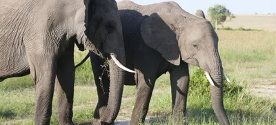 Почему белый слон считается в Таиланде священным животным, и какую пенсию  платят слонам | Азия без фотошопа | Дзен