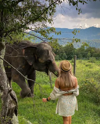 слон, HD, большая картинка, животное png | PNGWing