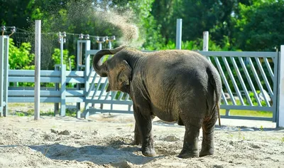 Таиланд возвращает домой слона, с которым жестоко обращались