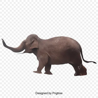 Изолированный слон стоковое фото ©fouroaks 8524976