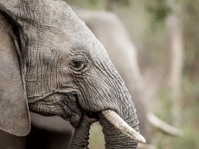 В Казанский зооботсад приехал слон Филимон