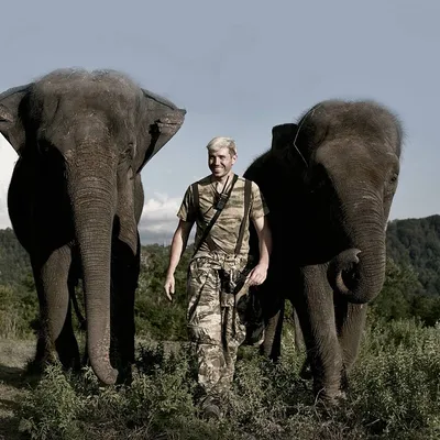 Картинки на тему #слоны - в Шедевруме