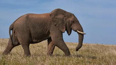 Индийский слон рисунок - 78 фото