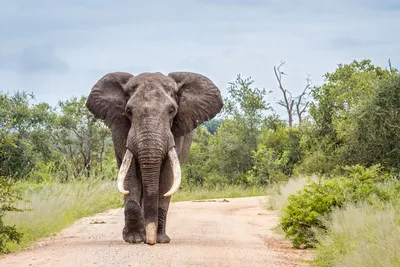 В Кении умер редкий слон с большими бивнями - Российская газета