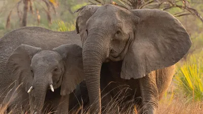 Слон с бивнями и большими ушами | Премиум Фото